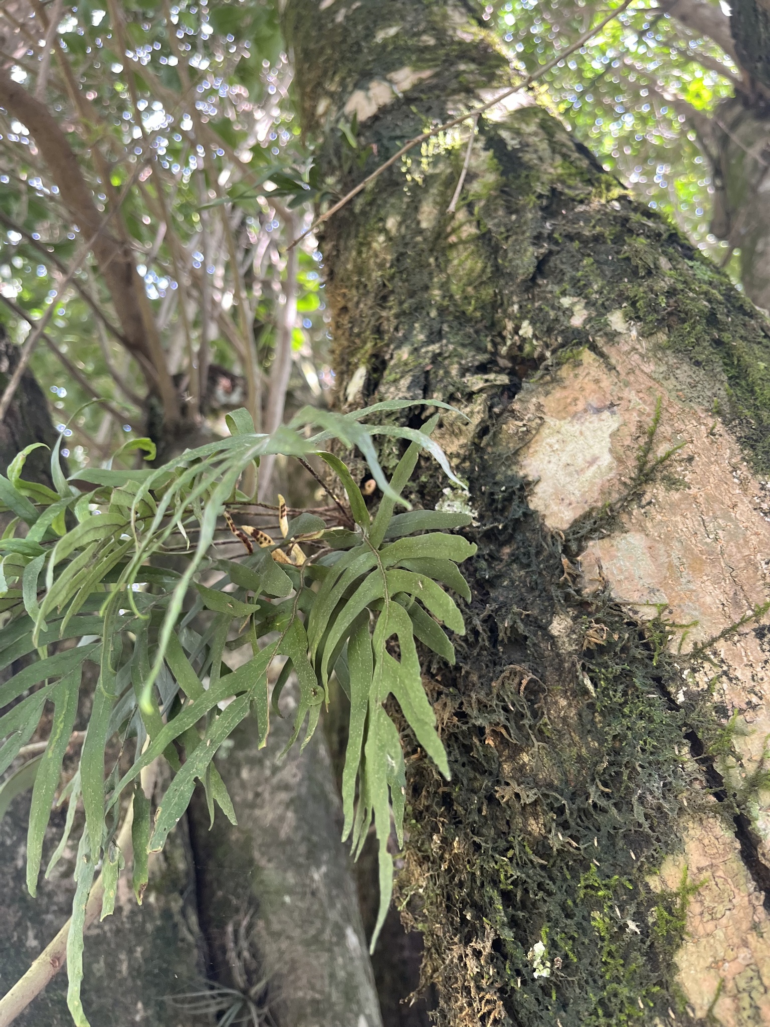 Pleopeltis pleopeltifolia