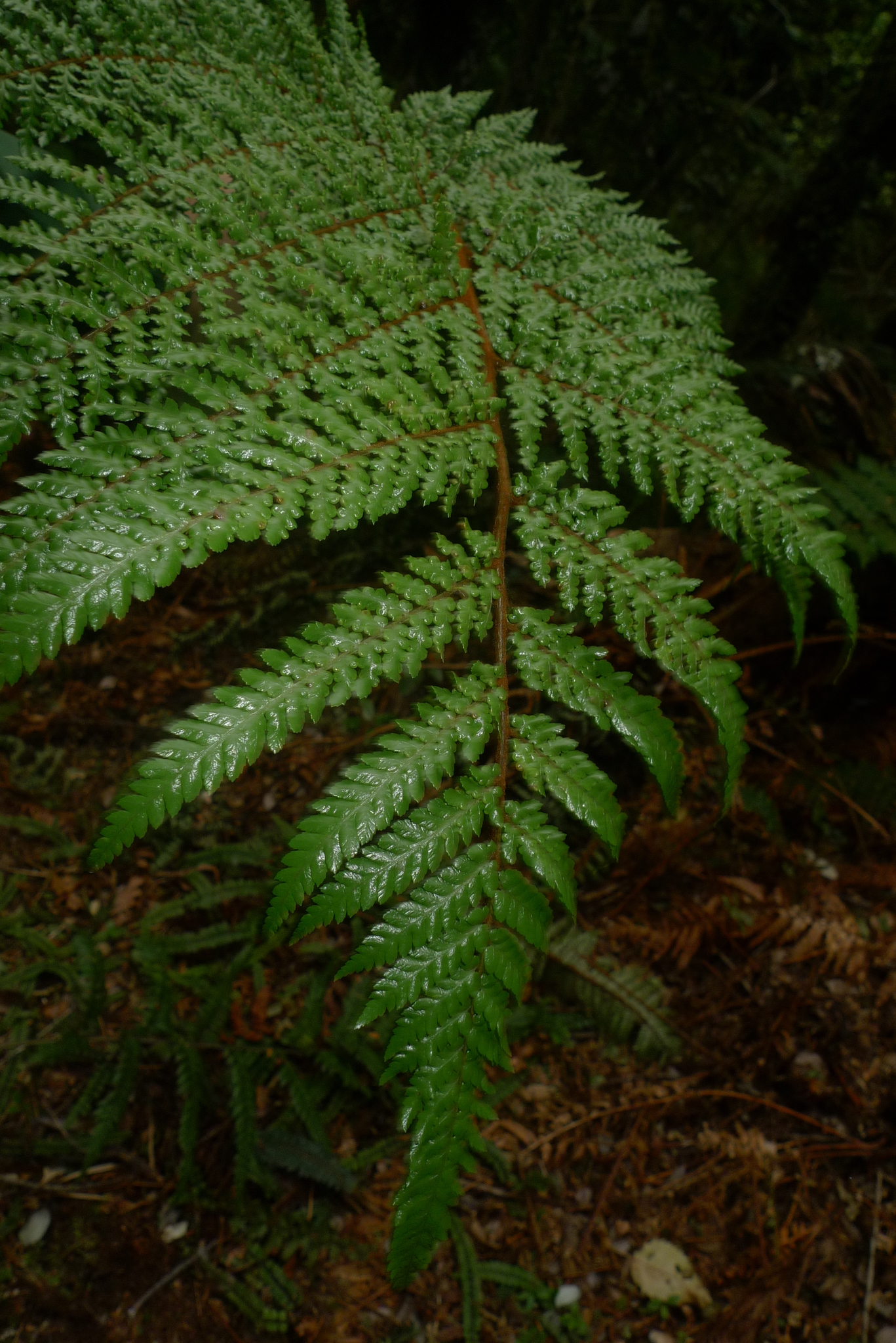 Dicksonia lanata image