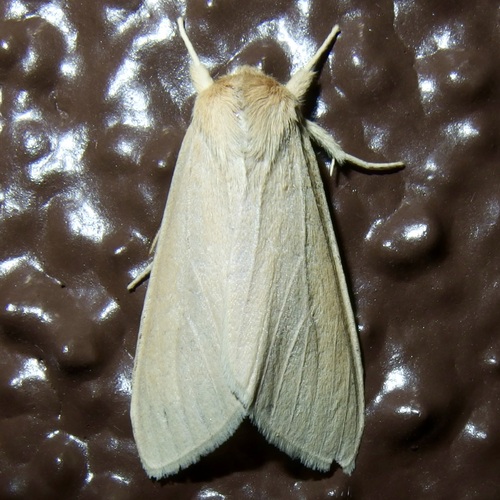 Leucanopsis perdentata photo 2