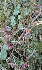 Disterigma pernettyoides