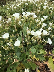 Calystegia macrostegia amplissima