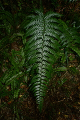 Polystichum wawranum