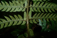 Polystichum wawranum