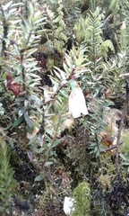 Disterigma pernettyoides