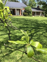 Franklinia
