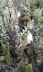 Disterigma pernettyoides