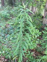 Amsonia tabernaemontana