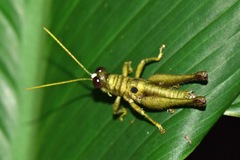 Ommatolampis perspicillata