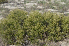 Phylica cephalantha