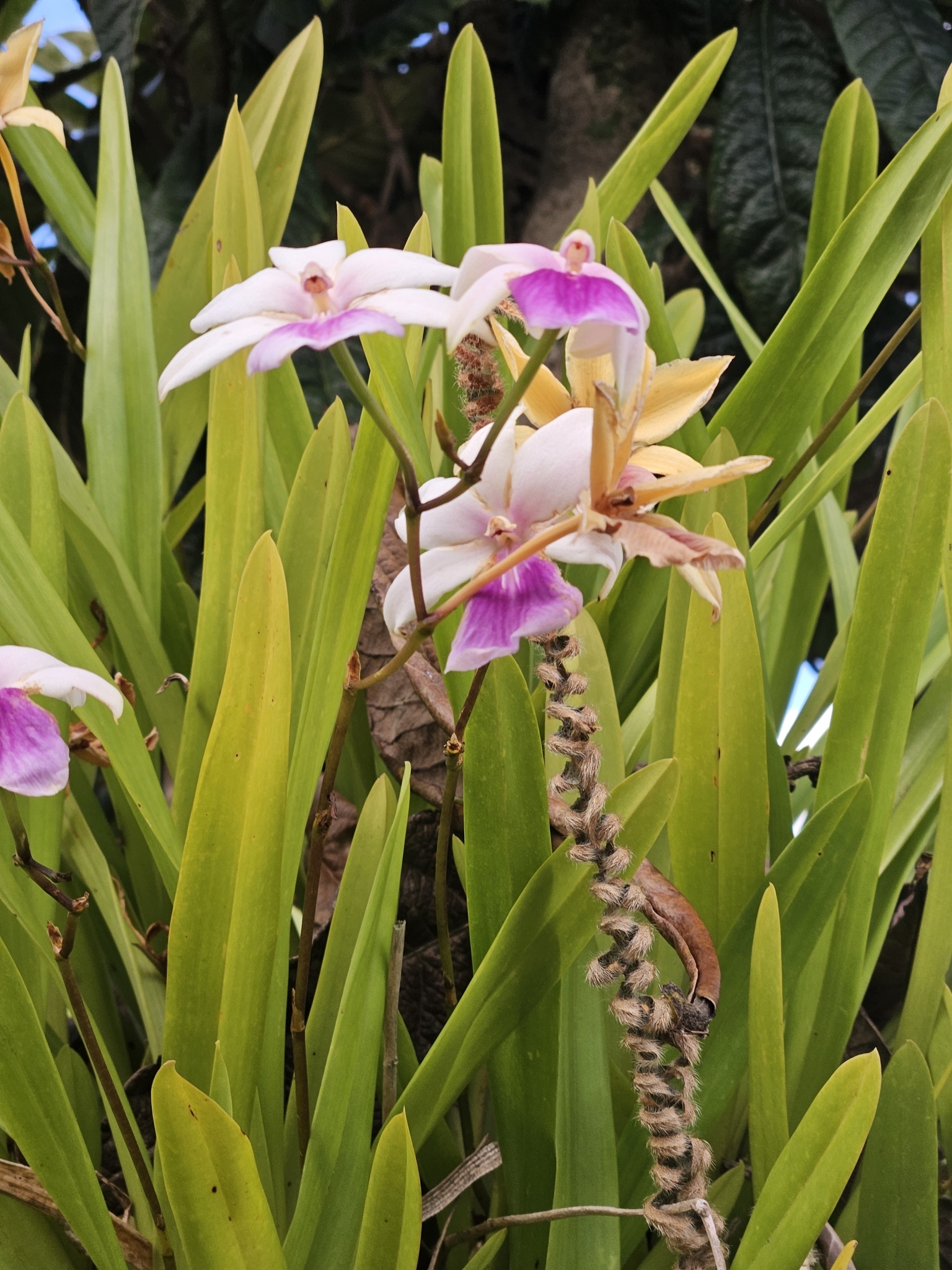 Imagem de Orquídea