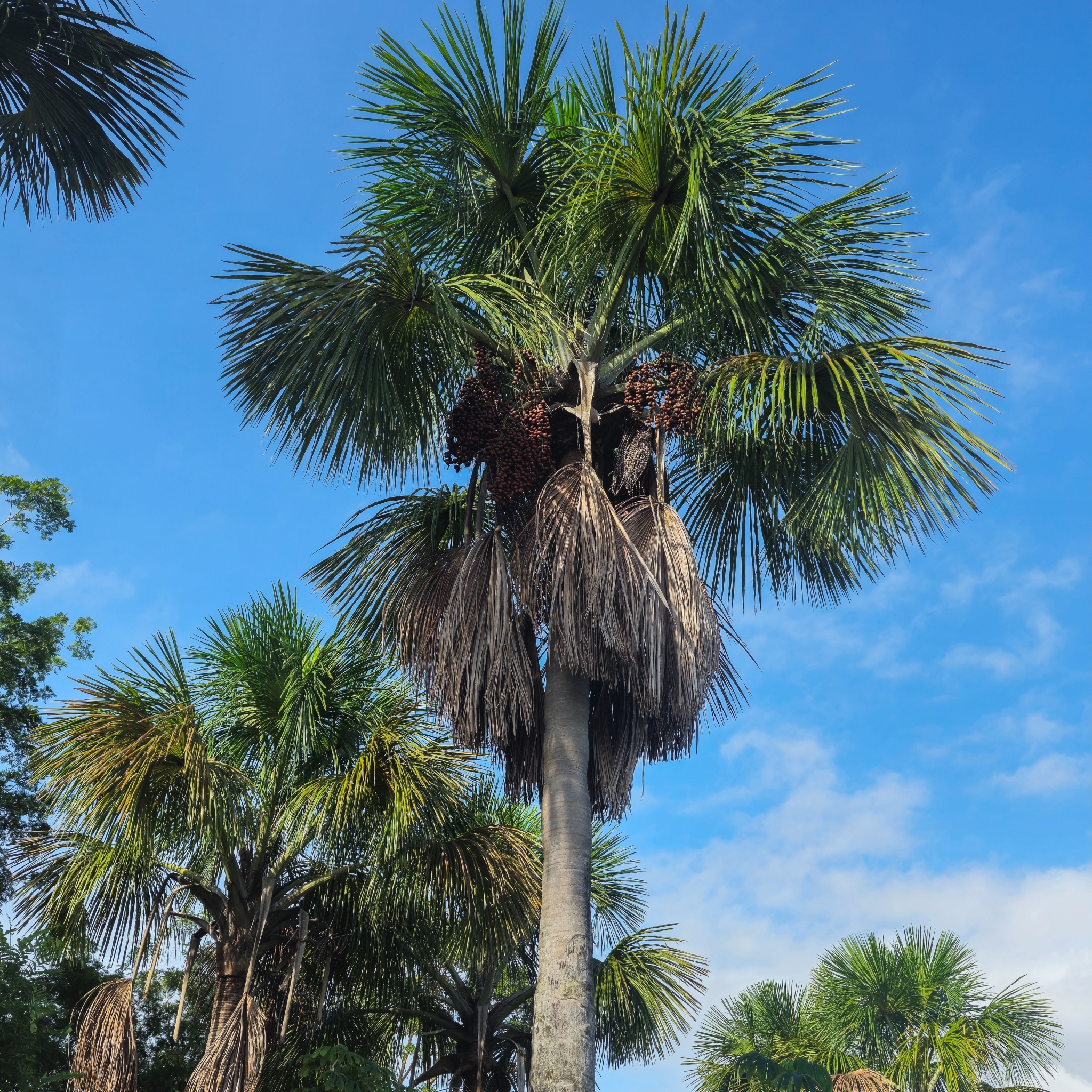 Mauritia flexuosa