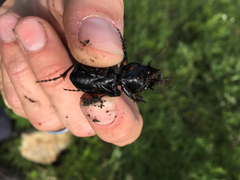 Pasimachus californicus