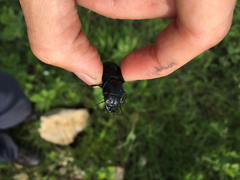 Pasimachus californicus