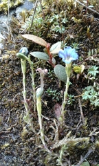 Dolichocarpa