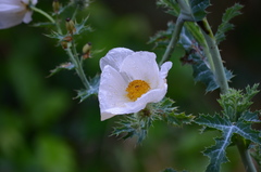 Argemone albiflora texana