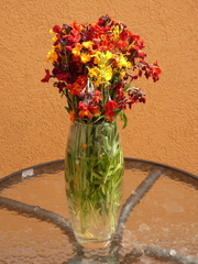 Erysimum × cheiri