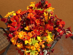 Erysimum × cheiri