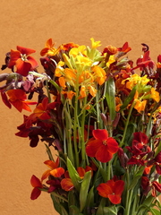 Erysimum × cheiri