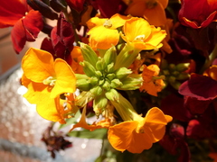 Erysimum × cheiri