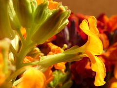 Erysimum × cheiri
