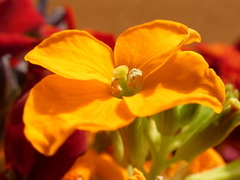 Erysimum × cheiri