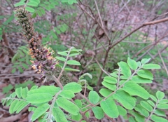 Amorpha glabra