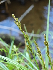 Distant Sedge (Carex elongata)