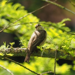 Muscicapa striata