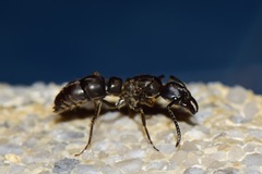 Pachycondyla crassinoda