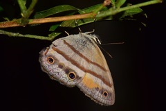 Cissia penelope