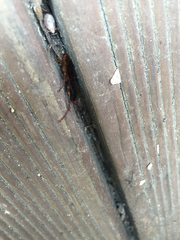 Periplaneta japonica