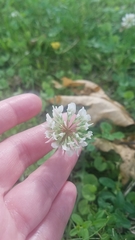 Trifolium repens