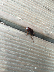 Periplaneta japonica