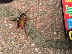 Periplaneta japonica