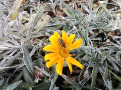 Astylus vittaticollis