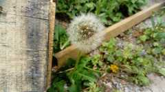 Taraxacum officinale
