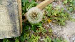 Taraxacum officinale