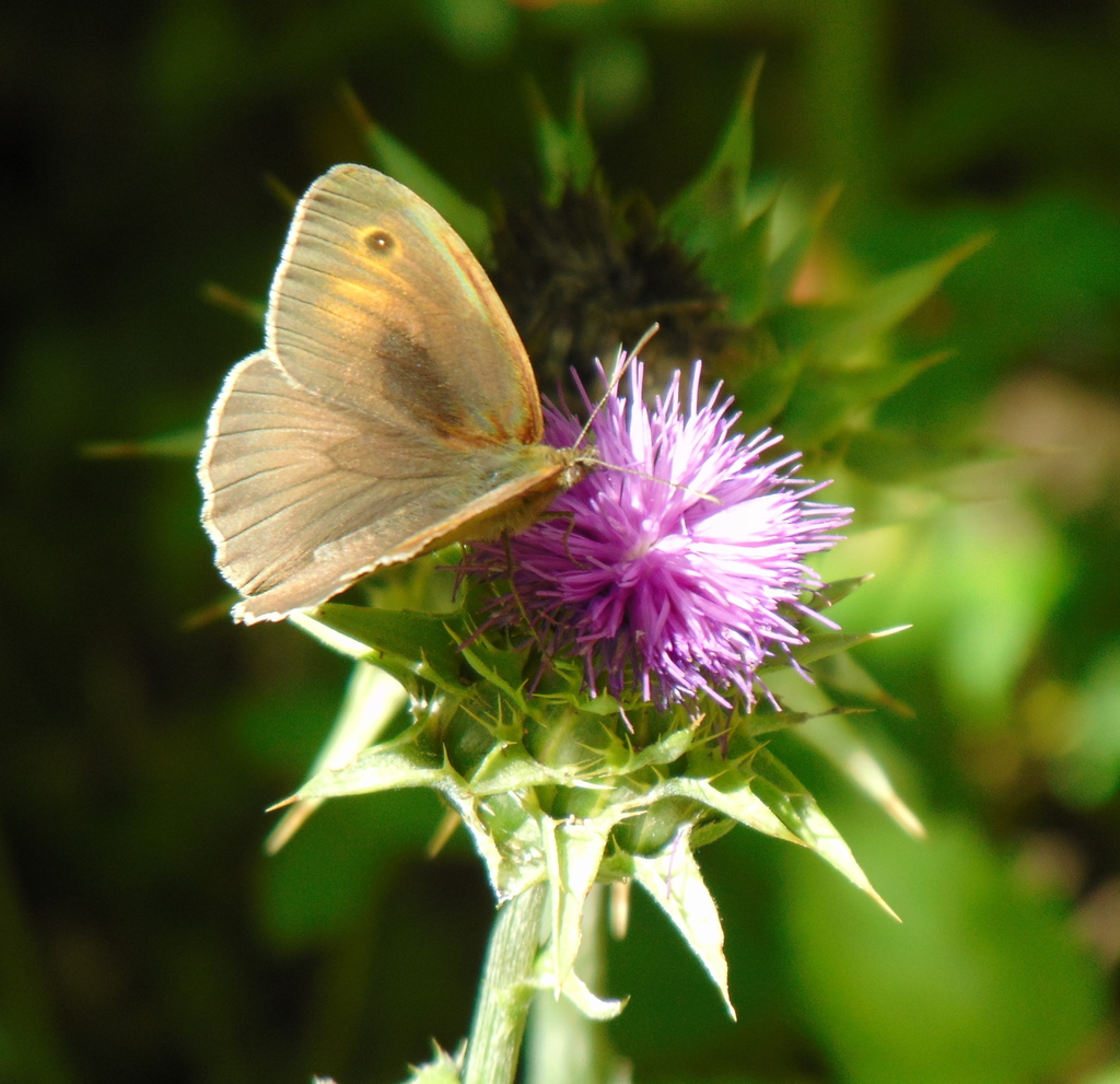 Meadow Brown