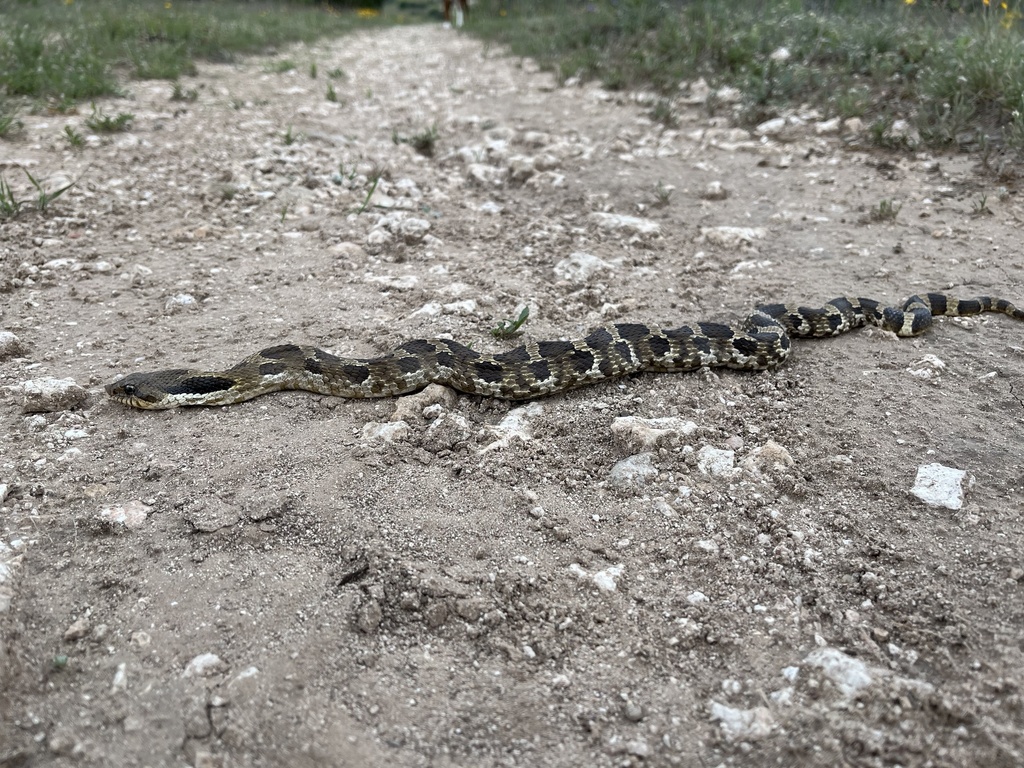 Eastern Hognose Snake from SH-70, Sweetwater, TX, US on April 27, 2024 ...