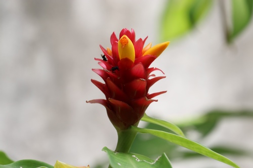 Costus comosus