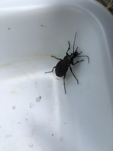 Round Worm and Slug Hunter photo 3