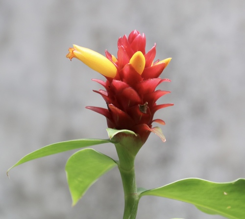 Costus comosus