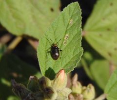Horciasinus argentinus