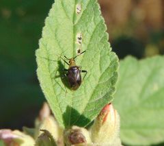 Horciasinus argentinus