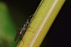 Dendromyrmex