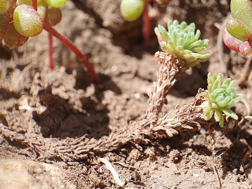 Sedum multiceps, photograph 4