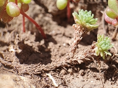Sedum multiceps, photograph Mehdi Chetibi, CC BY, iNaturalist via GBIF