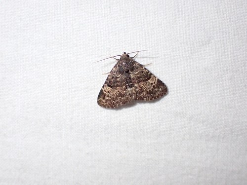 Diabolical Fungus Moth photo 3