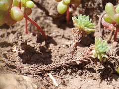 Sedum multiceps, photograph Mehdi Chetibi, CC BY, iNaturalist via GBIF