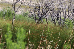 Platycaulos compressus